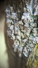 Punctelia jeckeri