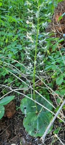 Habenaria helicoplectrum image