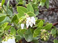 Arctostaphylos purissima