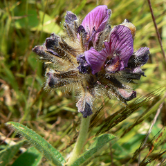 Flemingia nilgheriensis