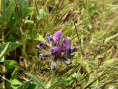 Flemingia nilgheriensis