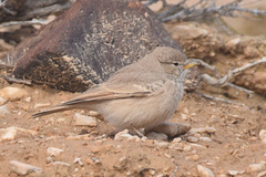 Ammomanes deserti