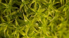 Syntrichia ruraliformis