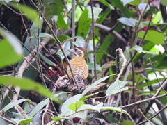 Dryobates spilogaster