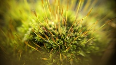 Tortula muralis muralis