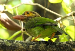 Psilopogon zeylanicus