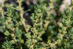 Amaranthus albus