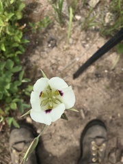 Calochortus eurycarpus
