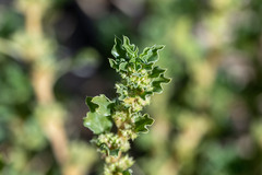 Amaranthus albus