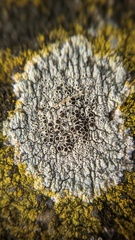 Lecanora campestris