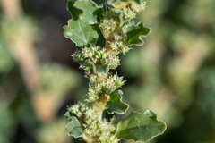 Amaranthus albus