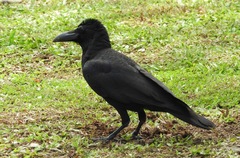 Corvus macrorhynchos
