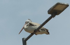 Pelecanus philippensis