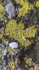 Flavoplaca arcis