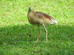 Ardeola grayii