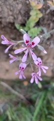 Pelargonium pinnatum