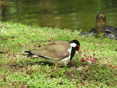 Vanellus indicus