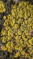Flavoplaca arcis