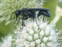 Sphecinae