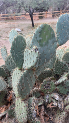 Opuntia robusta