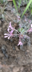 Pelargonium pinnatum