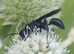 Sphecinae