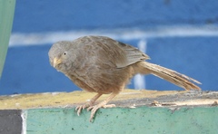 Argya affinis