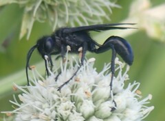 Sphecinae