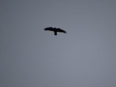 Accipiter nisus
