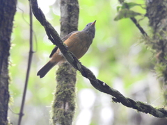 Mionectes rufiventris