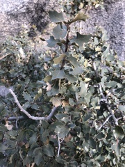 Quercus × undulata