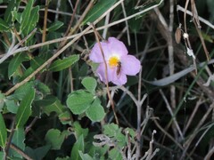 Cistus creticus eriocephalus