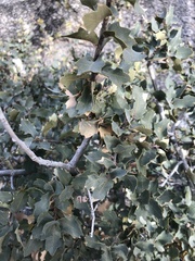Quercus × undulata