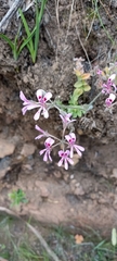 Pelargonium pinnatum