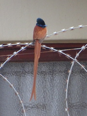 Terpsiphone viridis granti