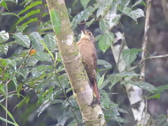 Dendrocolaptes platyrostris