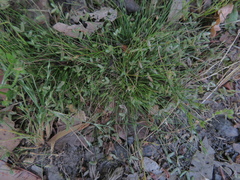 Isolepis levynsiana