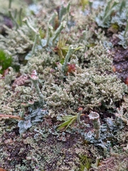 Cladonia polydactyla