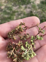 Euphorbia serpens
