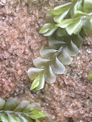 Chiloscyphus polyanthos