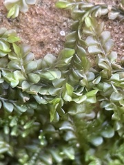 Chiloscyphus polyanthos