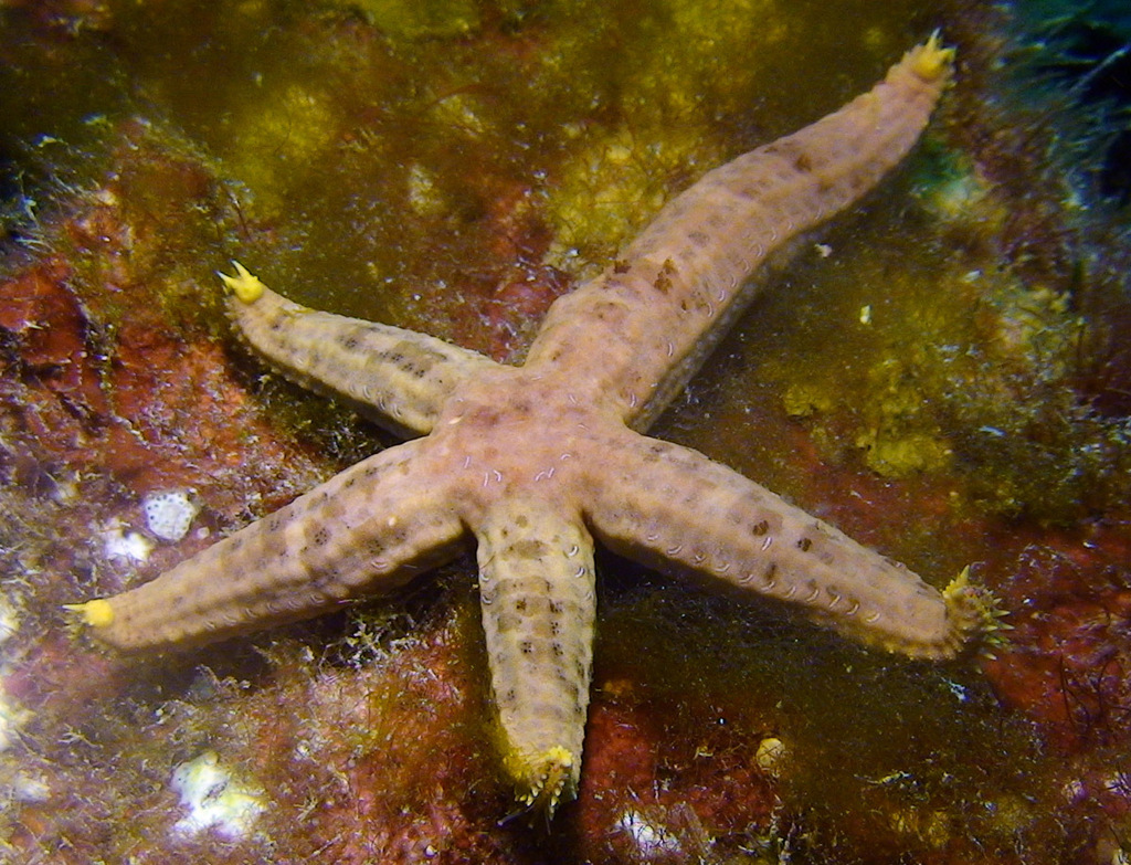 Ophidiaster duncani