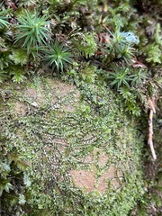 Chiloscyphus polyanthos