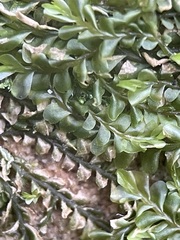 Chiloscyphus polyanthos