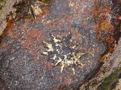 Scutellastra longicosta