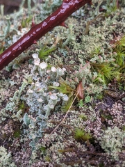 Cladonia polydactyla