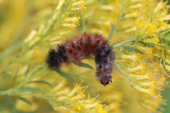 Entomophthorales