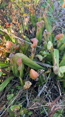 Sarracenia minor