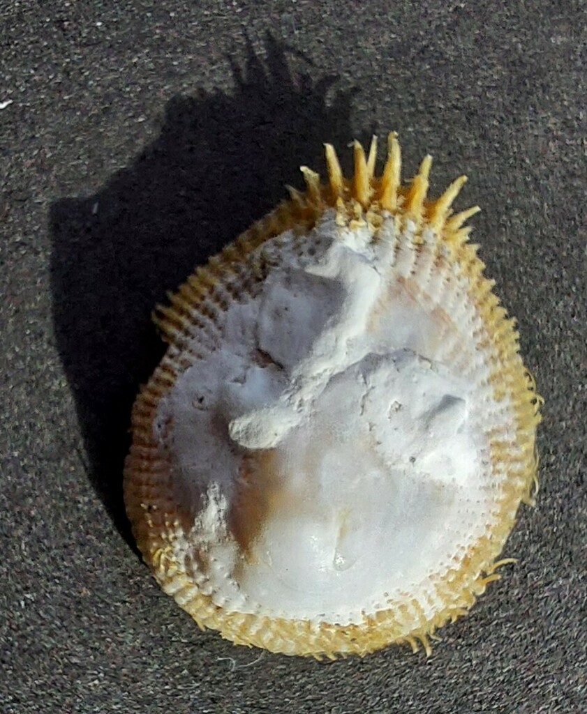 Pilosabia trigona