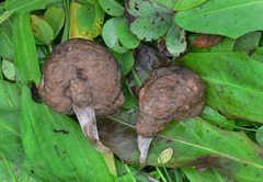 Entoloma calongei